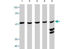 Western blot analysis using CASP10 polyclonal antibody at 0. (Caspase 10 anticorps  (AA 505-521))