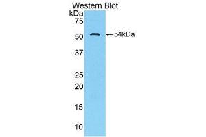 Western Blotting (WB) image for anti-Trefoil Factor 3 (Intestinal) (TFF3) (AA 23-81) antibody (ABIN1860708) (TFF3 anticorps  (AA 23-81))