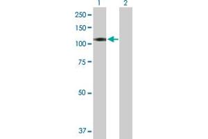 Western Blot analysis of BEND2 expression in transfected 293T cell line by BEND2 MaxPab polyclonal antibody. (BEND2 anticorps  (AA 1-799))