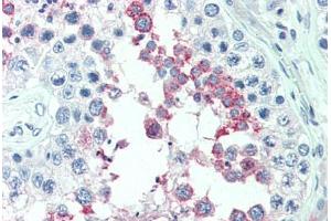Anti-ERMP1 antibody  ABIN1101381 IHC staining of human testis. (ERMP1 anticorps  (Internal Region))