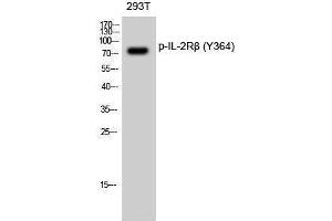 Western Blotting (WB) image for anti-Interleukin 2 Receptor, beta (IL2RB) (pTyr364) antibody (ABIN3173048) (IL2 Receptor beta anticorps  (pTyr364))