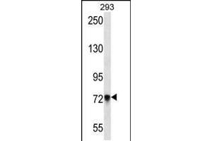 Western blot analysis in 293 cell line lysates (35ug/lane). (PCDHb5 anticorps  (AA 278-307))