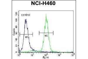 ACHE Antibody (N-term) (ABIN392325 and ABIN2841973) flow cytometric analysis of NCI- cells (right histogram) compared to a negative control cell (left histogram). (Acetylcholinesterase anticorps  (N-Term))