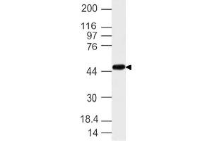Image no. 1 for anti-Nuclear Receptor Subfamily 2, Group F, Member 6 (NR2F6) (AA 210-400) antibody (ABIN5027402)