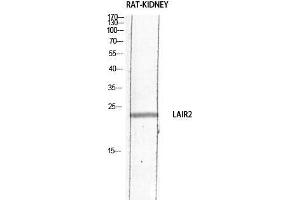 Western Blot (WB) analysis of Rat Kidney lysis using LAIR2 antibody. (LAIR2 anticorps)