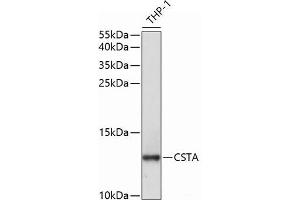 Western blot analysis of extracts of THP-1 cells using CSTA Polyclonal Antibody at dilution of 1:1000. (CSTA anticorps)