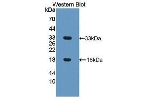 Western Blotting (WB) image for anti-Coiled-Coil Domain Containing 80 (CCD80) (AA 635-906) antibody (ABIN1858277)