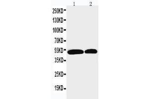 Anti-NOXA1 antibody, Western blotting Lane 1: U87 Cell Lysate Lane 2: HELA Cell Lysate (NOXA1 anticorps  (Middle Region))