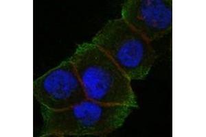 Immunofluorescence (IF) image for anti-Death-Domain Associated Protein (DAXX) antibody (ABIN1106953) (DAXX anticorps)
