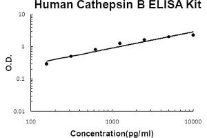 Human Cathepsin B Accusignal ELISA Kit Human Cathepsin B AccuSignal ELISA Kit standard curve. (Cathepsin B Kit ELISA)