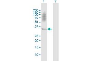 Western Blot analysis of SGCD expression in transfected 293T cell line by SGCD MaxPab polyclonal antibody.