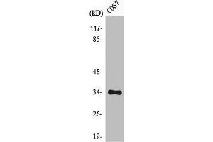 Western Blot analysis of COS7 cells using Phospho-Cdk1/2/3 (T14) Polyclonal Antibody (CDK1 anticorps  (pThr14))