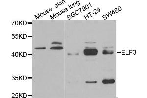 Western blot analysis of extracts of various cell lines, using ELF3 antibody. (ELF3 anticorps)