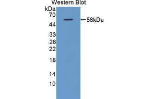 Western blot analysis of recombinant Rat RAGE.