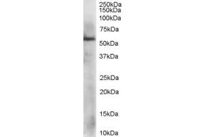 ABIN184885 staining (1µg/ml) of HepG2 lysate (RIPA buffer, 35µg total protein per lane). (PDIA3 anticorps  (C-Term))