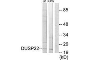 Western Blotting (WB) image for anti-Dual Specificity Phosphatase 22 (DUSP22) (AA 121-170) antibody (ABIN2889770) (DUSP22 anticorps  (AA 121-170))