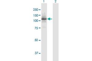 Western Blot analysis of RBL1 expression in transfected 293T cell line by RBL1 MaxPab polyclonal antibody.