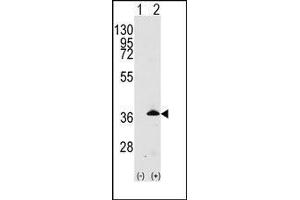 Western blot: Apolipoprotein E antibody staining of 293 cell lysates (2 µg/lane) either nontransfected (Lane 1) or transiently transfected with the APOE gene (Lane 2). (APOE anticorps  (C-Term))