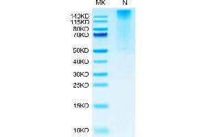 Biotinylated Human HLA-G Complex Tetramer on Tris-Bis PAGE under Non reducing (N) condition.
