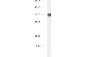 dilution: 1 : 1000, sample: protein G fraction of human serum (Lapin anti-Humain IgG lambda (Light Chain) Anticorps)