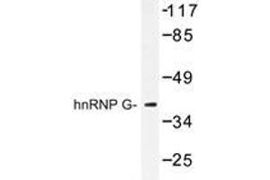 Western blot analysis of hnRNP G antibody in extracts from HeLa cells. (RBMX anticorps)