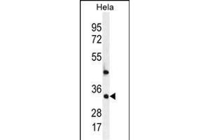 MED7 Antibody (Center) (ABIN655901 and ABIN2845301) western blot analysis in Hela cell line lysates (35 μg/lane). (MED7 anticorps  (AA 83-111))