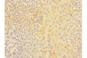 Immunohistochemistry of paraffin-embedded human tonsil tissue using ABIN7161344 at dilution of 1:100 (CHRNA2 anticorps  (AA 27-264))