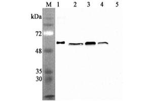 Western blot analysis using anti-Calreticulin (human), mAb (CR213-2AG)  at 1:2'000 dilution. (Calreticulin anticorps)
