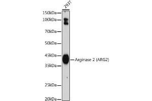 Western blot analysis of extracts of 293T cells, using Arginase 2 (Arginase 2 ) antibody (ABIN7265661) at 1:1000 dilution.