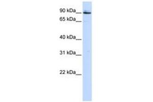 Image no. 1 for anti-Proprotein Convertase Subtilisin/kexin Type 5 (PCSK5) (AA 792-841) antibody (ABIN6743186)