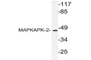 Western blot (WB) analysis of MAPKAPK-2 antibody in extracts from HUVEC cells. (MAPKAP Kinase 2 anticorps)