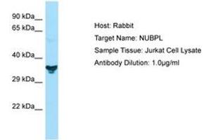 Image no. 1 for anti-Nucleotide Binding Protein-Like (NUBPL) (N-Term) antibody (ABIN6749898) (NUBPL anticorps  (N-Term))