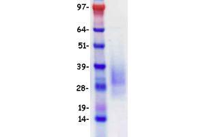 Validation with Western Blot (CD79a Protein (Transcript Variant 1) (DYKDDDDK-His Tag))