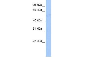WB Suggested Anti-RUVBL1 Antibody Titration:  0.