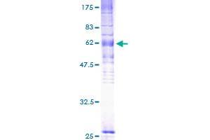 Image no. 1 for G Protein-Coupled Receptor 183 (GPR183) (AA 1-361) protein (GST tag) (ABIN7540243)