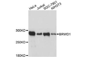 Western blot analysis of extracts of various cell lines, using BRWD1 antibody. (BRWD1 anticorps  (AA 1-120))