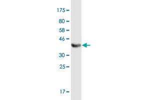 Western Blot detection against Immunogen (36.