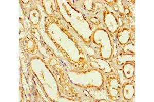 Immunohistochemistry of paraffin-embedded human kidney tissue using ABIN7168655 at dilution of 1:100 (SEC14L4 anticorps  (AA 201-360))
