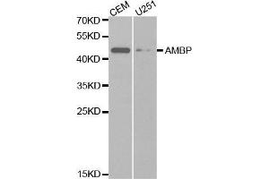 Western blot analysis of extracts of various cell lines, using AMBP antibody. (AMBP anticorps  (AA 20-352))