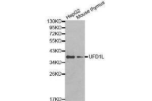 Western Blotting (WB) image for anti-Ubiquitin Fusion Degradation Protein 1 Homolog (UFD1L) (AA 1-307) antibody (ABIN1683208) (UFD1L anticorps  (AA 1-307))