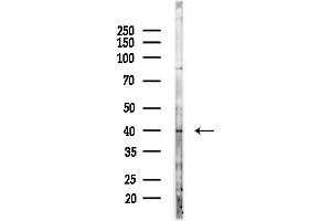 Western blot analysis of lysates from Mouse liver, using NU Antibody at 1/1000 dilution.
