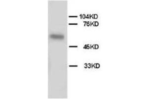 Western blot analysis of Hela cell tissue lysis using ALPL antibody (ALPL anticorps  (N-Term))