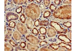 Immunohistochemistry of paraffin-embedded human kidney tissue using ABIN7163349 at dilution of 1:100 (GPX4 anticorps  (AA 74-197))