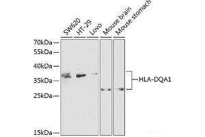 Western blot analysis of extracts of various cell lines using HLA-DQA1 Polyclonal Antibody at dilution of 1:1000. (HLA-DQA1 anticorps)