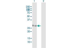Western Blot analysis of PSMB8 expression in transfected 293T cell line by PSMB8 MaxPab polyclonal antibody.