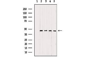 Western blot analysis of extracts from various samples, using UQCRC1 antibody. (UQCRC1 anticorps  (C-Term))