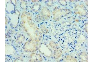 Immunohistochemistry of paraffin-embedded human kidney tissue using ABIN7160251 at dilution of 1:100