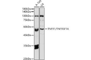 Western blot analysis of extracts of various cell lines, using TNFR1/TNFRSF1A antibody (ABIN3022103, ABIN3022104, ABIN1513619 and ABIN6218606) at 1:500 dilution.