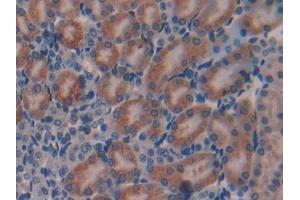 Detection of GAL in Mouse Kidney Tissue using Polyclonal Antibody to Galanin (GAL)
