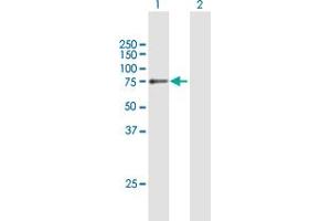 Western Blot analysis of COL4A3BP expression in transfected 293T cell line by COL4A3BP MaxPab polyclonal antibody.